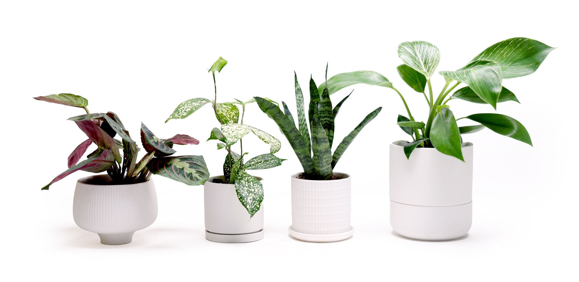 Best Planters for Indoor Plants: Because Your Leafy Friends Deserve Better Than a Coffee Can - Chive Ceramics Studio