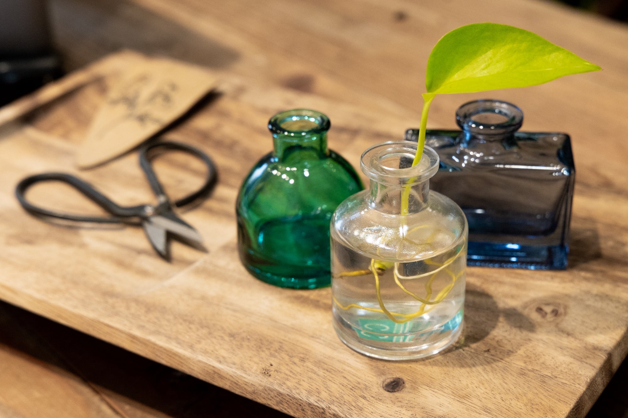 Plant Propagation Made Simple - Chive Ceramics Studio