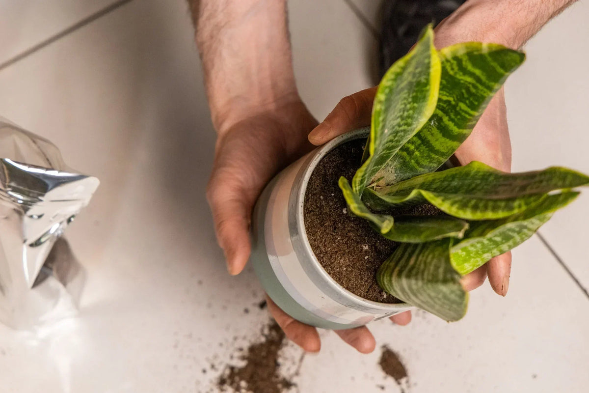 How to Repot a Plant: The Dirty Truth About Fresh Starts - Chive Ceramics Studio