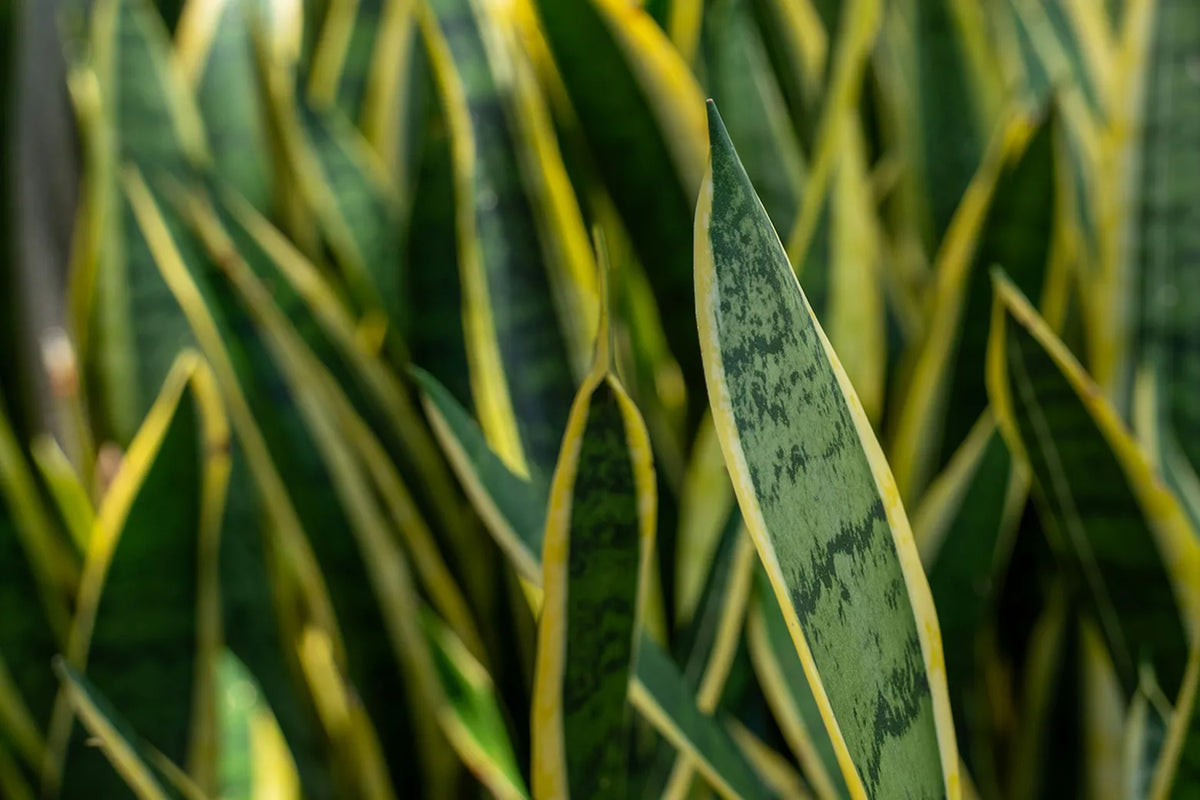 Close-up of a snake plant with upright, sword-like leaves featuring a variegated pattern of dark green, yellow, and cream.