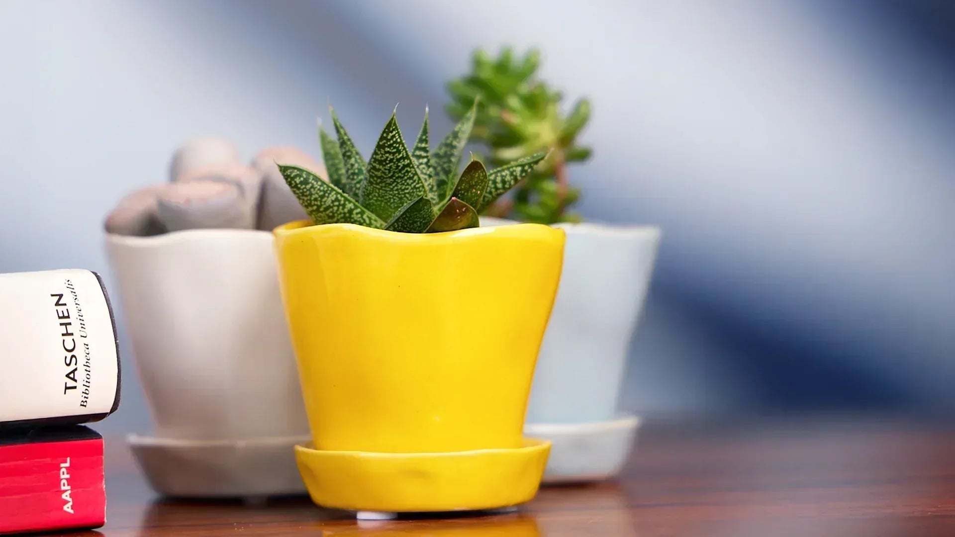 The Best Indoor Plant Pots - Chive Ceramics Studio