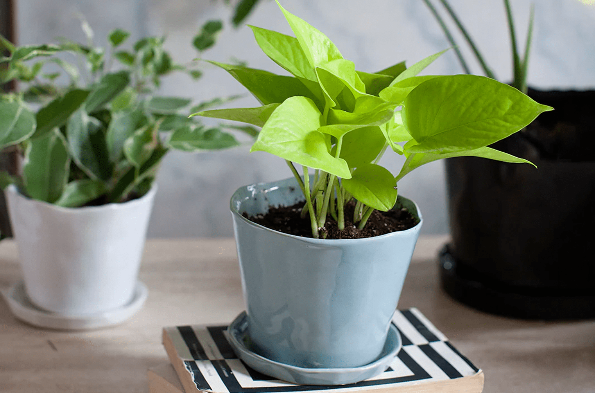 Top Indoor Plant Pots That Transform Your Home Decor - Chive Ceramics Studio