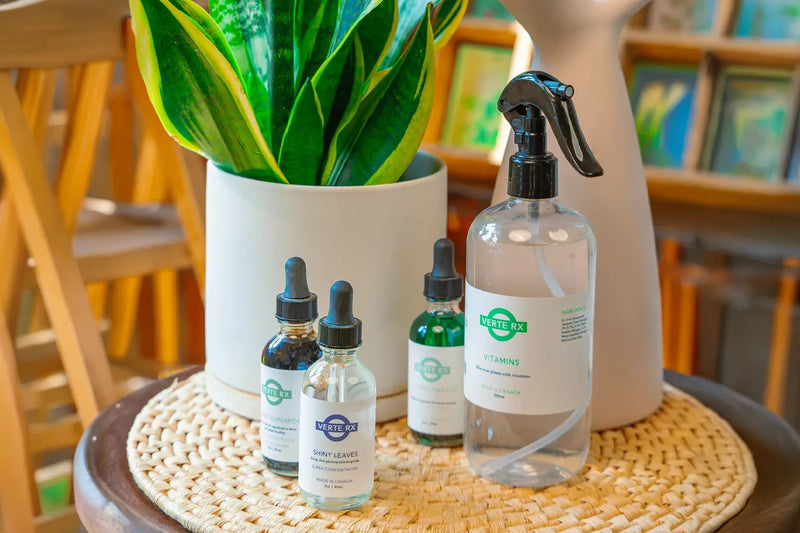How Often to Fertilize Houseplants - Chive Studio