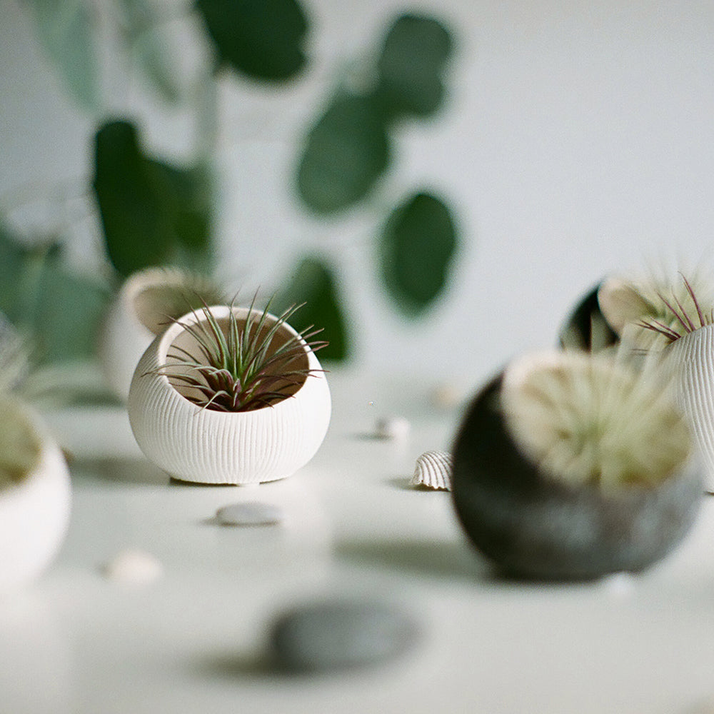 Terrariums