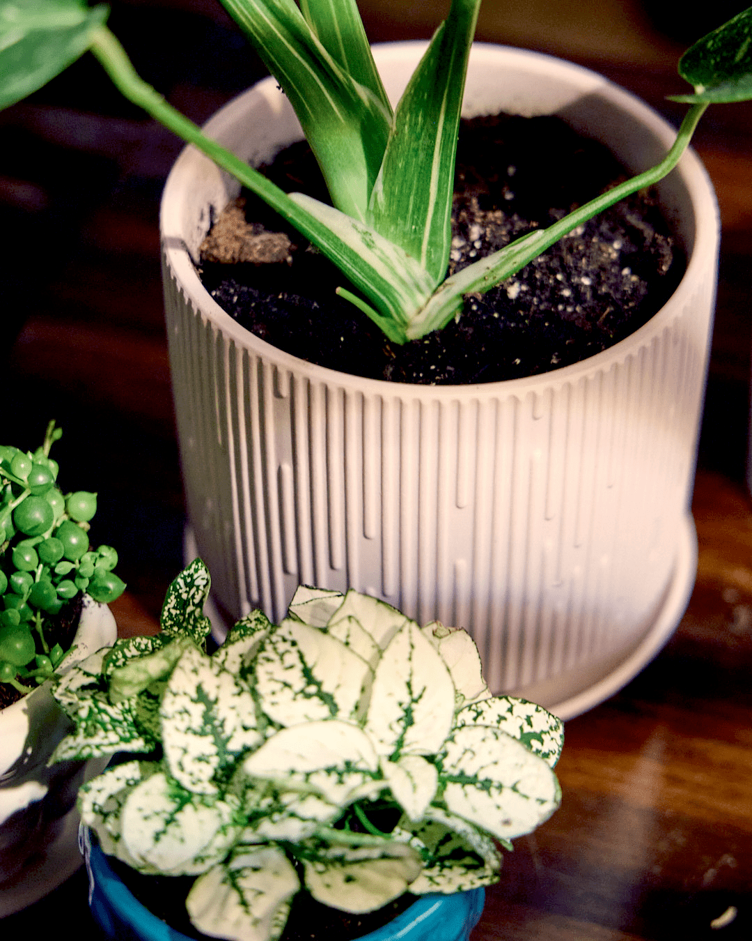 Indoor Plant Ceramic Pots With Drainage Hole And Saucer - Chive Ceramics Studio