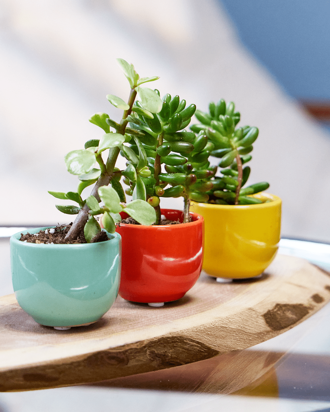 Small Indoor Plant Pots With Drainage Hole & Saucer - Chive Ceramics Studio