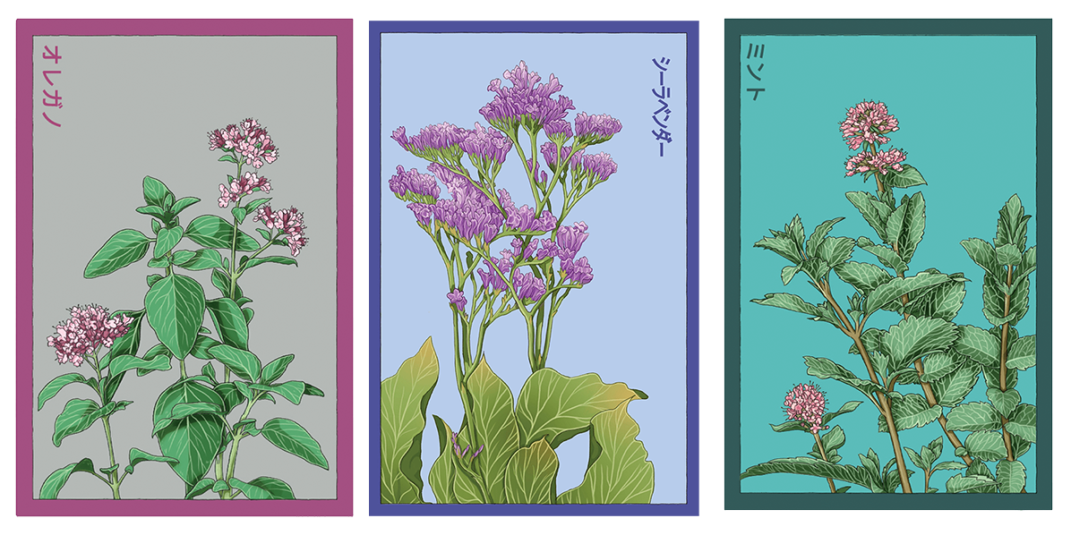 3 packets of herb Shido seeds | Chive