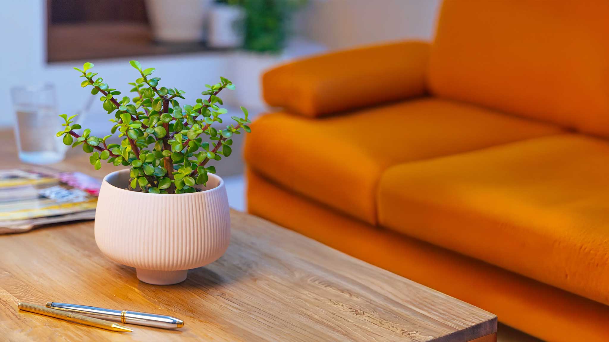 Cache pot in glazed ceramic holding a houseplant — by Chive Studio