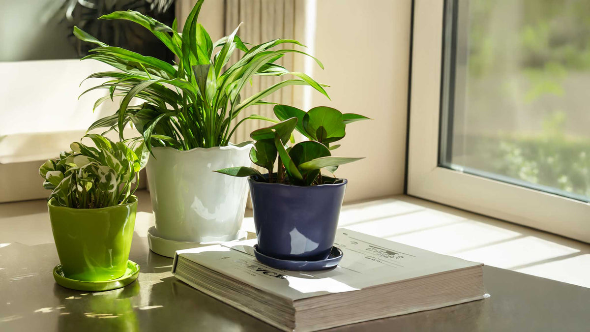 Ceramic planters with drainage holes and saucers, styled with houseplants — by Chive Studio