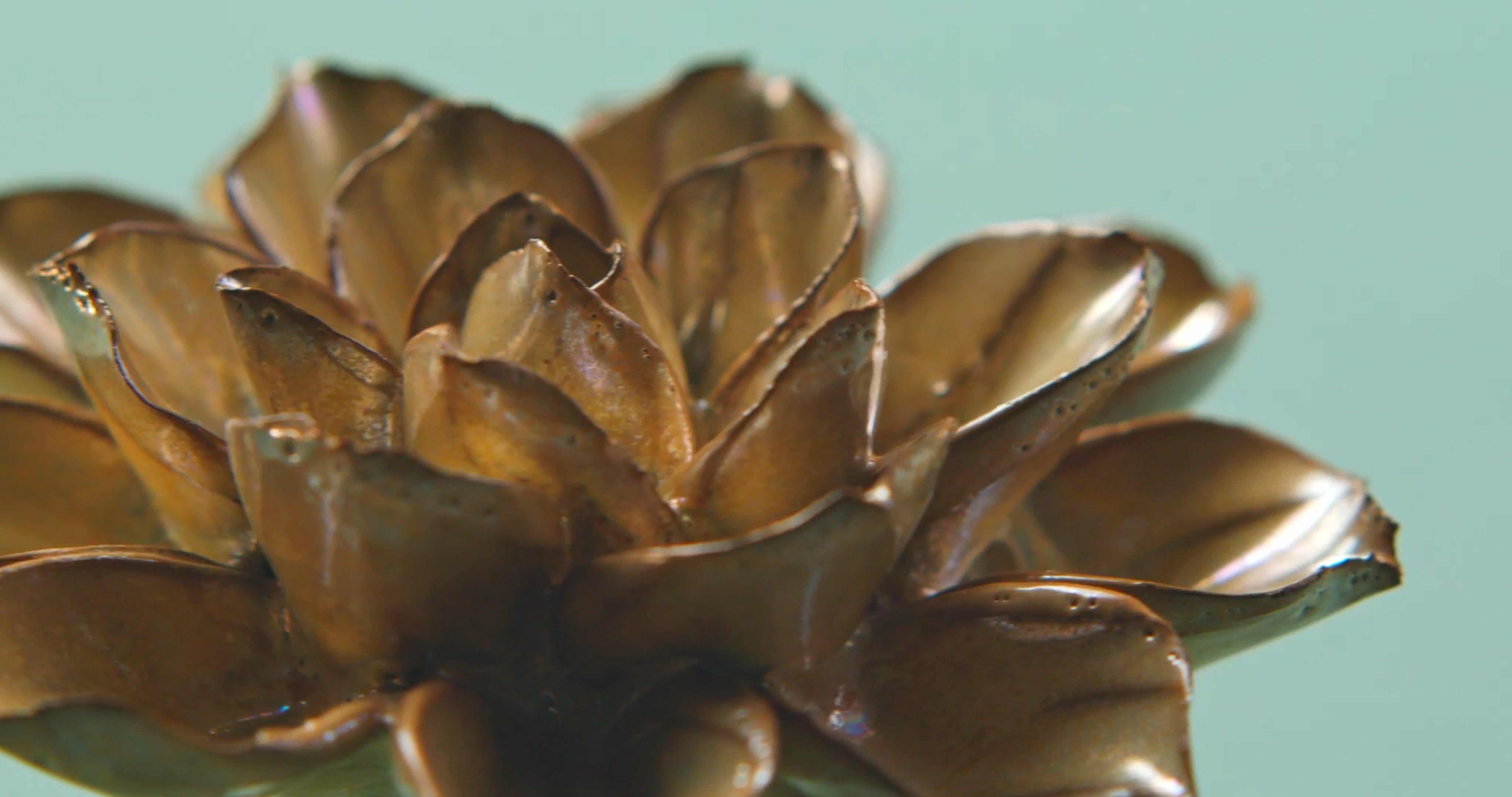 Brown, Beige Ceramic Flowers - Chive Ceramics Studio