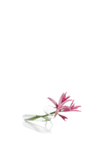 Clear Glass Bud Vases - Test Tube - handmade by Chive Studio Toronto