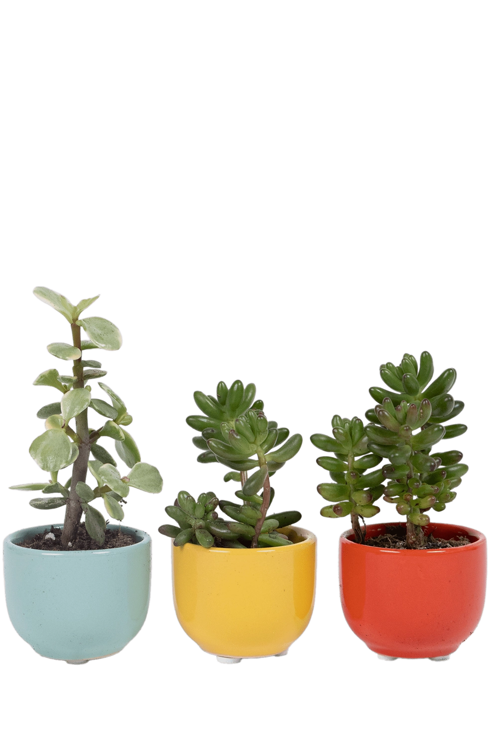 Multicolour Ceramic for Weddings - Succulent Cup - handmade by Chive Studio Toronto
