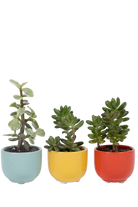 Multicolour Ceramic for Weddings - Succulent Cup - handmade by Chive Studio Toronto
