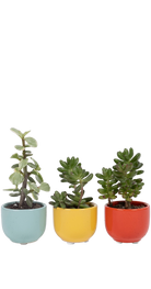 Multicolour Ceramic for Weddings - Succulent Cup - handmade by Chive Studio Toronto