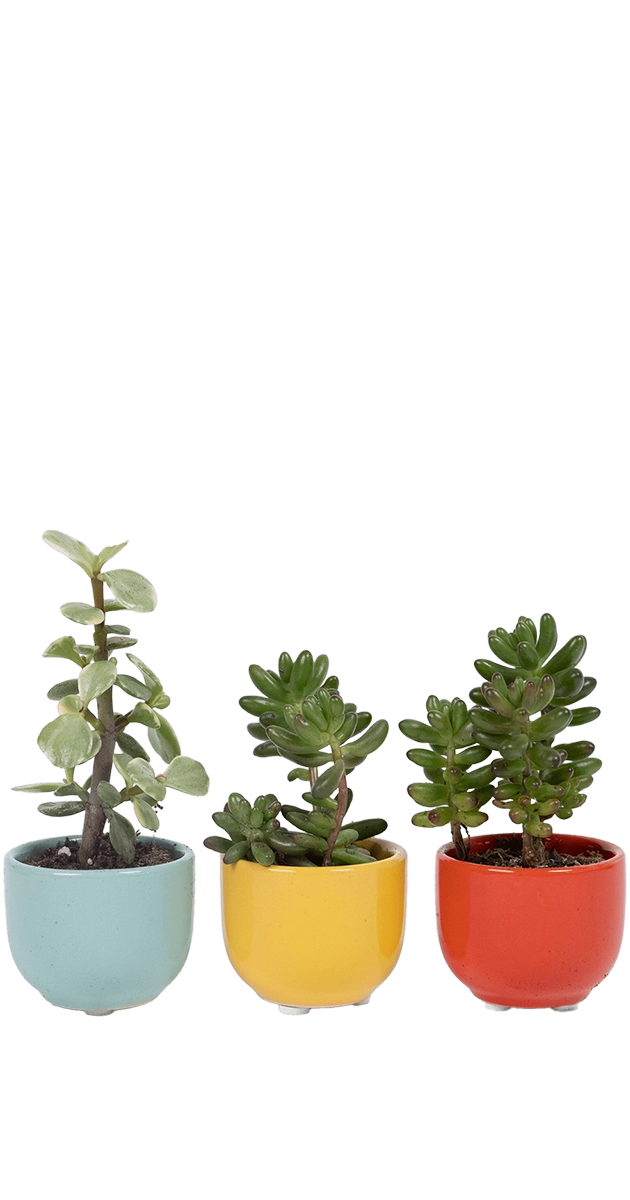 Multicolour Ceramic for Weddings - Succulent Cup - handmade by Chive Studio Toronto