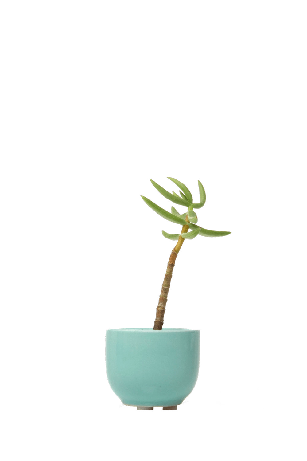 Seafoam Ceramic for Weddings - Succulent Cup - handmade by Chive Studio Toronto