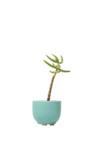 Seafoam Ceramic for Weddings - Succulent Cup - handmade by Chive Studio Toronto