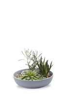 Blue Grey Porcelain Succulent Garden Dish - Moog - handmade by Chive Studio Toronto
