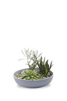 Peacock Green Succulent garden Dish - Moog - handmade by Chive Studio Toronto