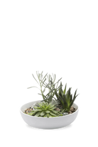 White Porcelain Succulent Dish - Moog - handmade by Chive Studio Toronto