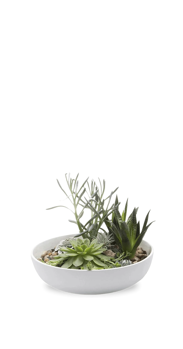 Chive Moog white ceramic bowl planter styled with a mixed succulent and air plant arrangement on a pebble base.