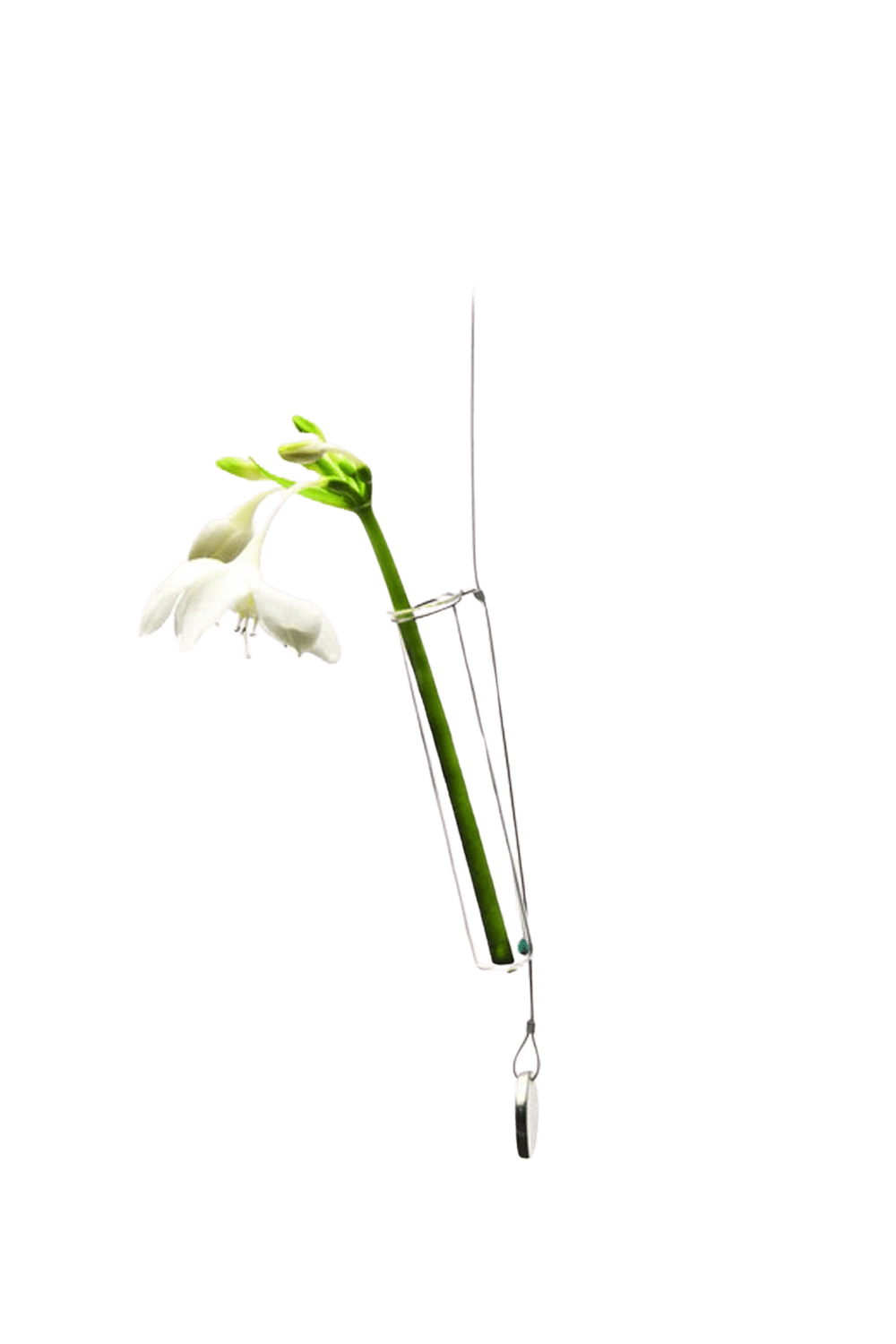 Clear Hanging Glass Modern Flower Vase - Bolbo - handmade by Chive Studio Toronto