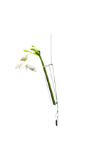 Clear Hanging Glass Modern Flower Vase - Bolbo - handmade by Chive Studio Toronto