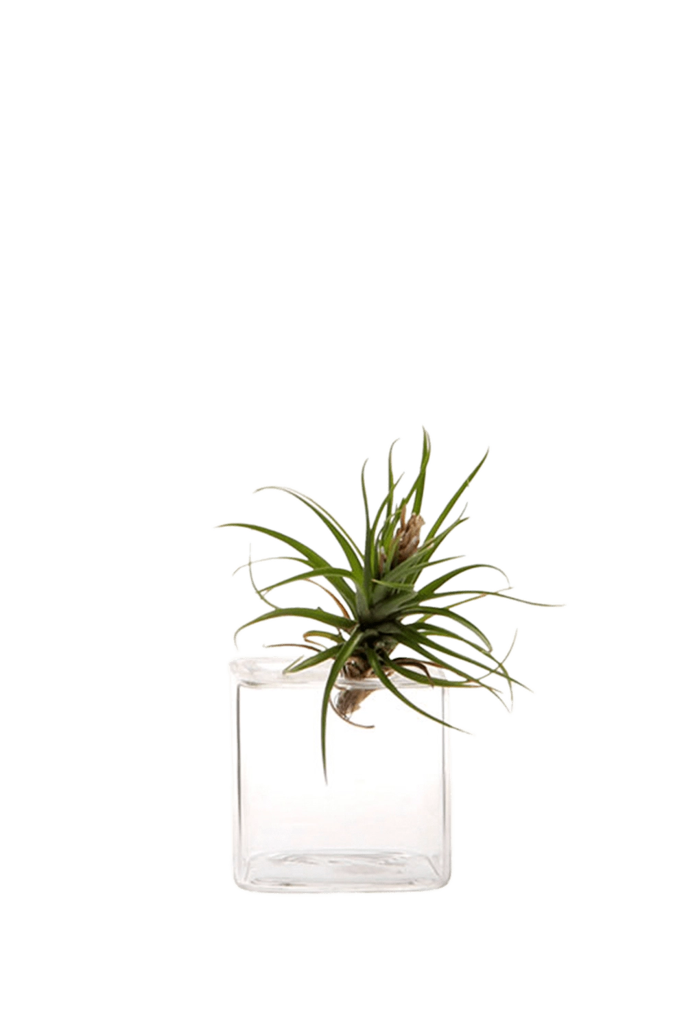 Small Clear Glass Modern Flower Vase - Cube - handmade by Chive Studio Toronto