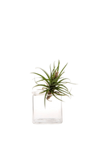 Small Clear Glass Modern Flower Vase - Cube - handmade by Chive Studio Toronto