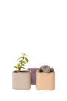 Multicolour Ceramic Indoor Succulent Pot - Svek - handmade by Chive Studio Toronto