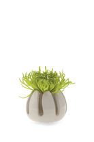 Grassy White Ceramic Air Plant Container - Gideon - handmade by Chive Studio Toronto