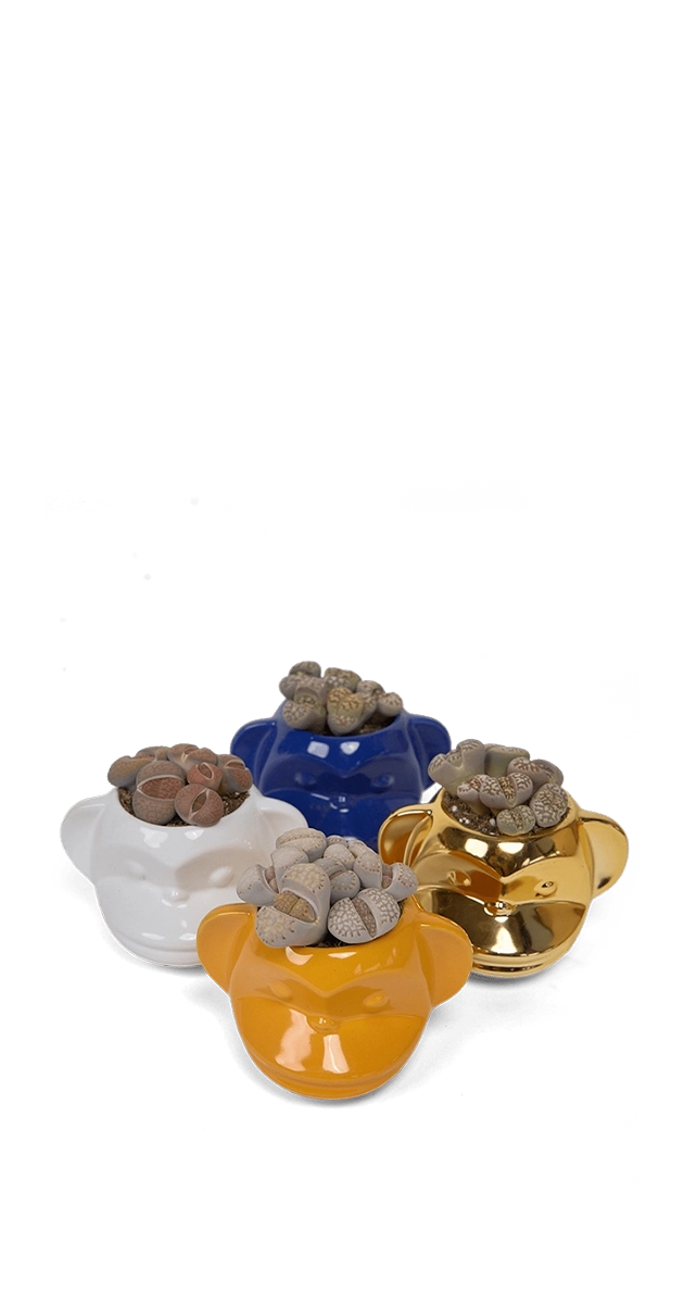 Multicolour Planter - Funky Monkey - handmade by Chive Studio Toronto