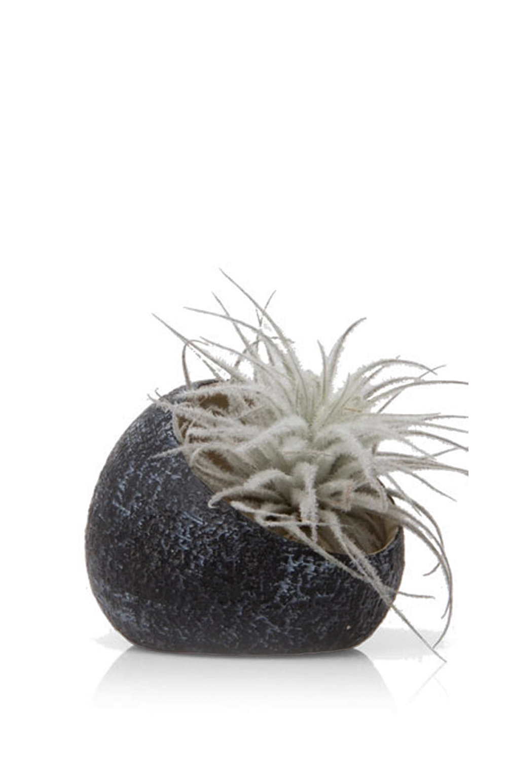 Black Terrarium Ceramic Air Plant Holder - Koski - handmade by Chive Studio Toronto
