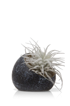 Black Terrarium Ceramic Air Plant Holder - Koski - handmade by Chive Studio Toronto