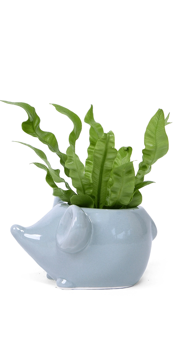 Grey Ceramic Indoor Plant Pot for Succulents - Mouse - handmade by ChiveStudio Toronto