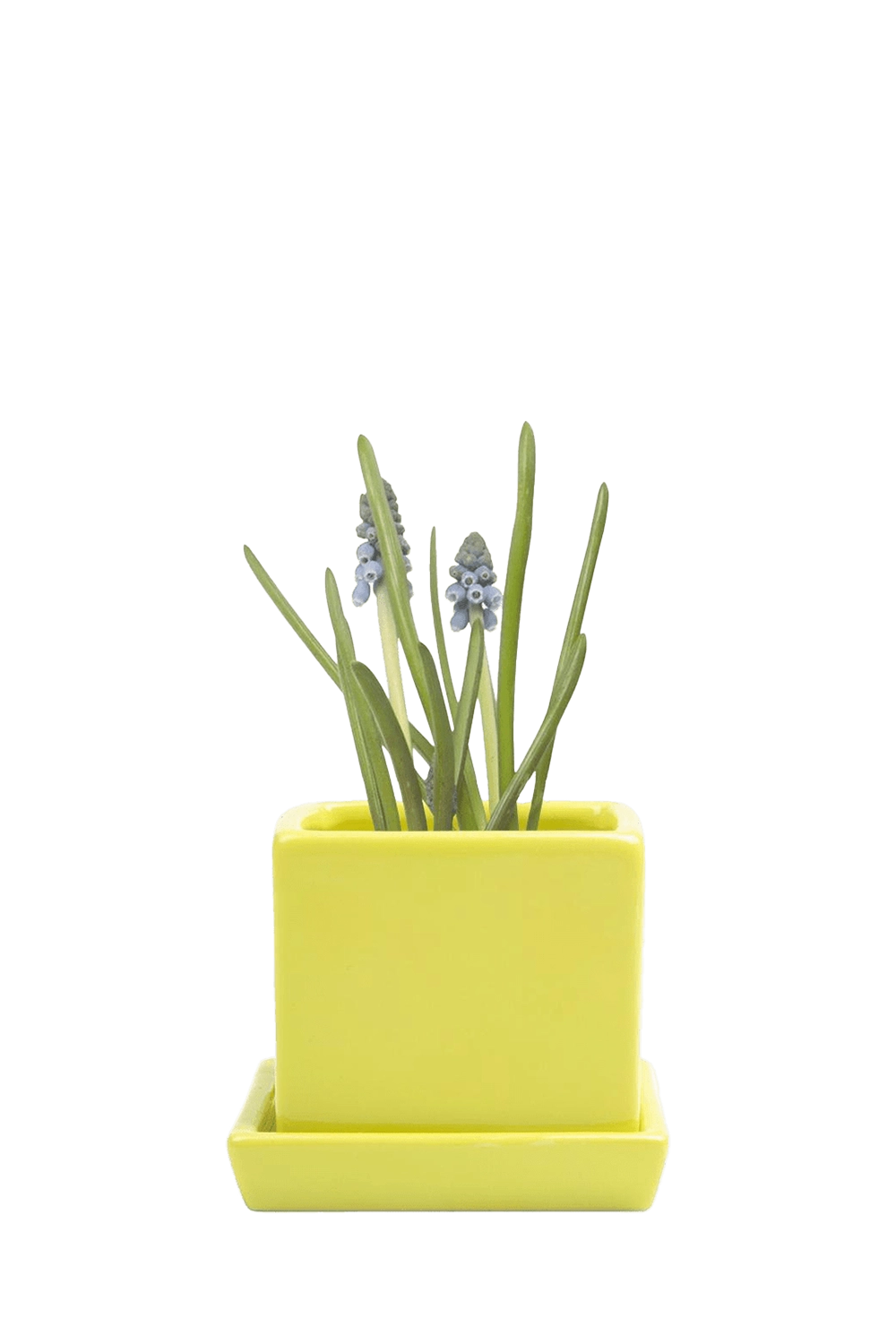 Green Sheen Ceramic Pot with Drainage Hole - Cube & Saucer - designed by Chive Studio Toronto