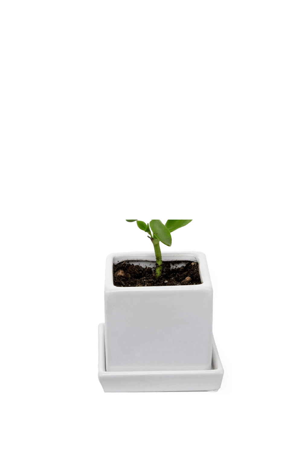 White Ceramic Pot with Drainage Hole - Cube & Saucer - designed by Chive Studio Toronto 