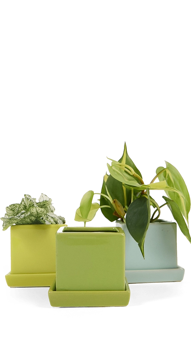 Cube Pot With Drainage