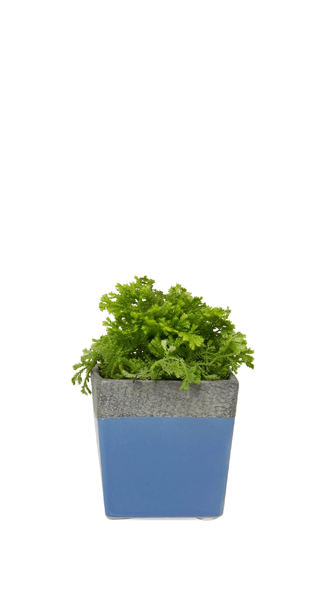 Cornflower Blue Ceramic Planter with Drainage Hole and Saucer - Duo - handmade by Chive Studio Toronto