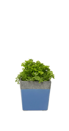Cornflower Blue Ceramic Planter with Drainage Hole and Saucer - Duo - handmade by Chive Studio Toronto