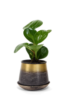 Brown and Gold Metal Pot with Drainage Hole - Joe - designed by Chive Studio Toronto