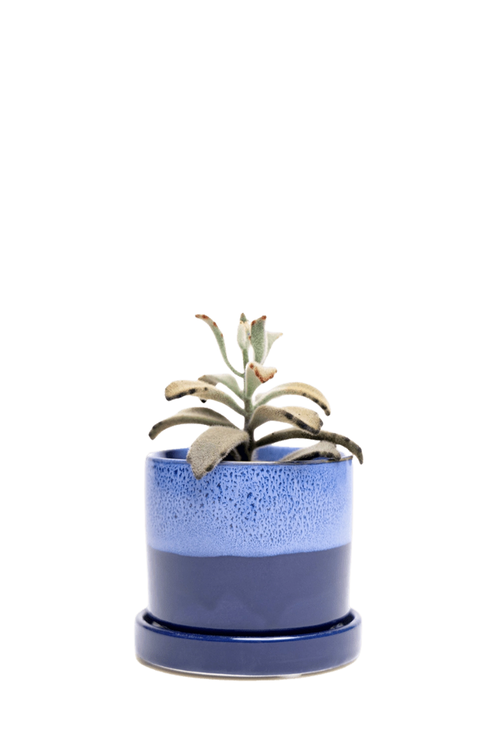 Cobalt Blue Small Ceramic Pot with drainage Hole and Saucer - Minute - handmade by Chive Studio Toronto