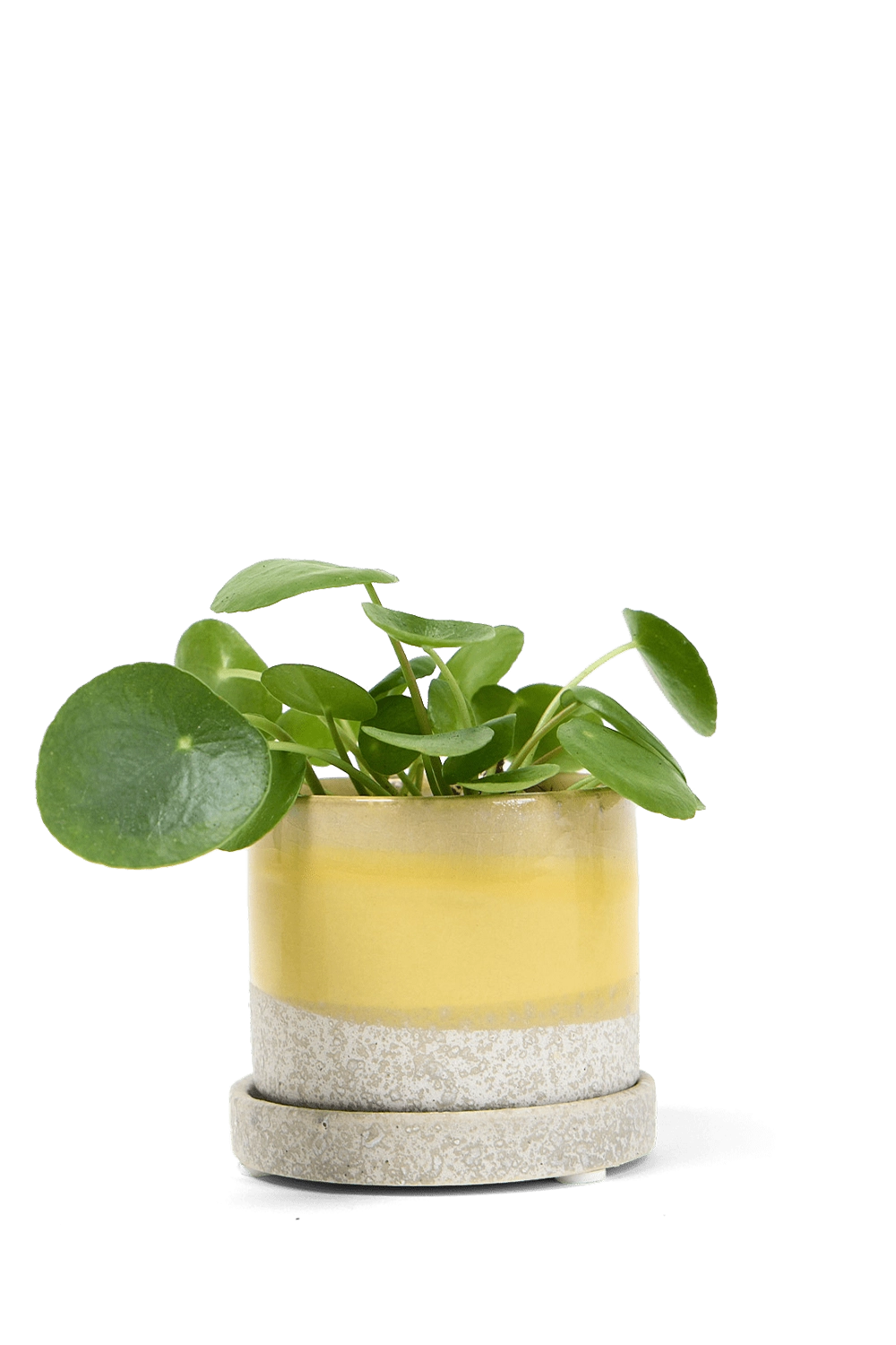 Boombastic Small Ceramic Pot with drainage Hole and Saucer - Minute - handmade by Chive Studio Toronto