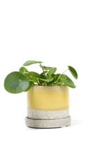 Boombastic Small Ceramic Pot with drainage Hole and Saucer - Minute - handmade by Chive Studio Toronto