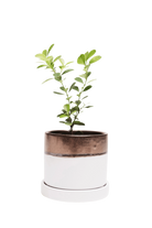 Bronze White Small Ceramic Pot with drainage Hole and Saucer - Minute - handmade by Chive Studio Toronto