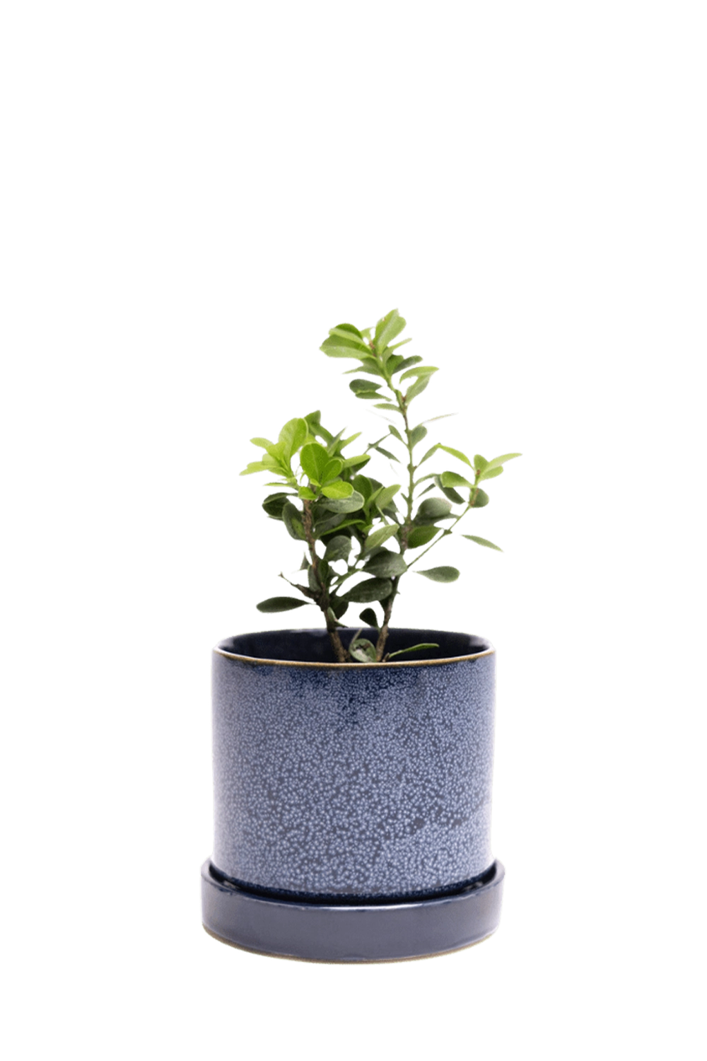 Cosmos Small Ceramic Pot with drainage Hole and Saucer - Minute - handmade by Chive Studio Toronto