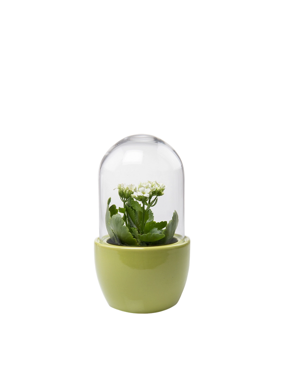 Pill Glass Terrarium Jar For Succulents