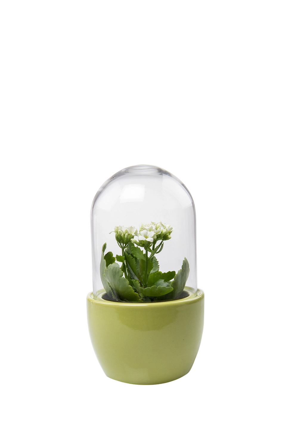Peridot Glass Terrarium Jar for Succulents - Pill - handmade by Chive Studio Toronto