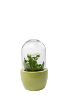 Peridot Glass Terrarium Jar for Succulents - Pill - handmade by Chive Studio Toronto