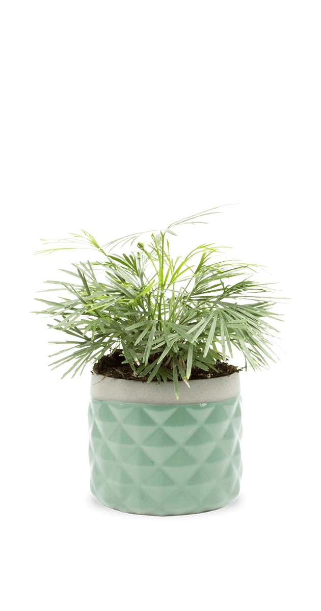 Aqua Ceramic Succulent Planter Pot - Pina - handmade by Chive Studio Toronto